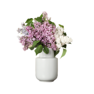 ورود ونباتات